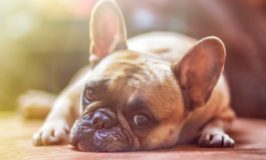 dog1