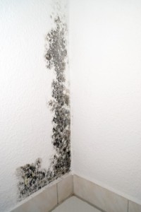 Skimmelsvamp på væggen - fugt