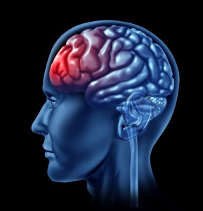 Psykologi - menneskehjerne med rød frontallap