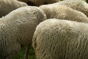 Lammeskind