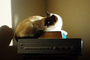cat-1270618_1920